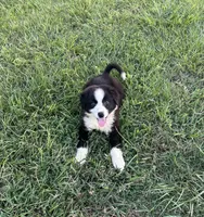 Dolly , a female Border Collie for sale in Mobile, AL – Photo 1 of 3