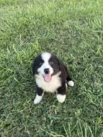 Dolly , a female Border Collie for sale in Mobile, AL – Photo 2 of 3