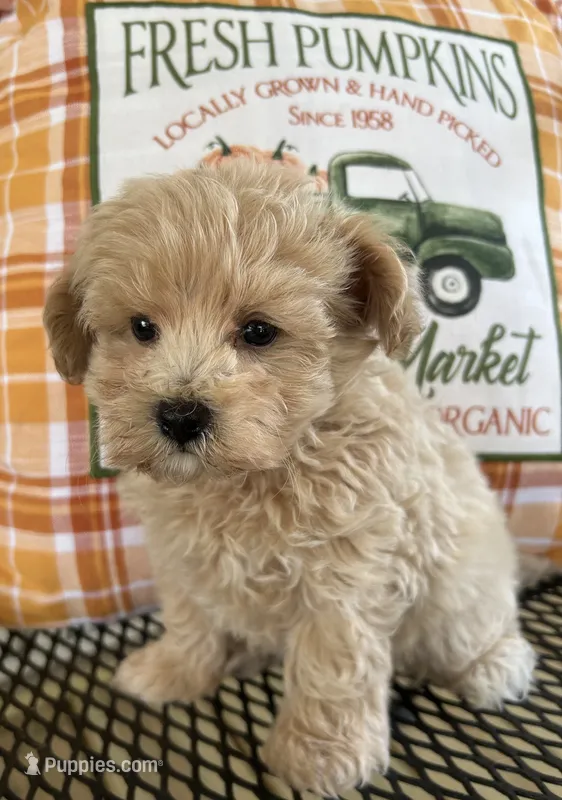 Ollie – Maltipoo puppy for sale in Mobile, AL