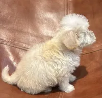 Snoodle, a male Schnoodle for sale in Mobile, AL – 4 of 9