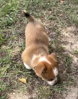 Buster, a male Pembroke Welsh Corgi for sale in Mobile, AL – 4 of 5