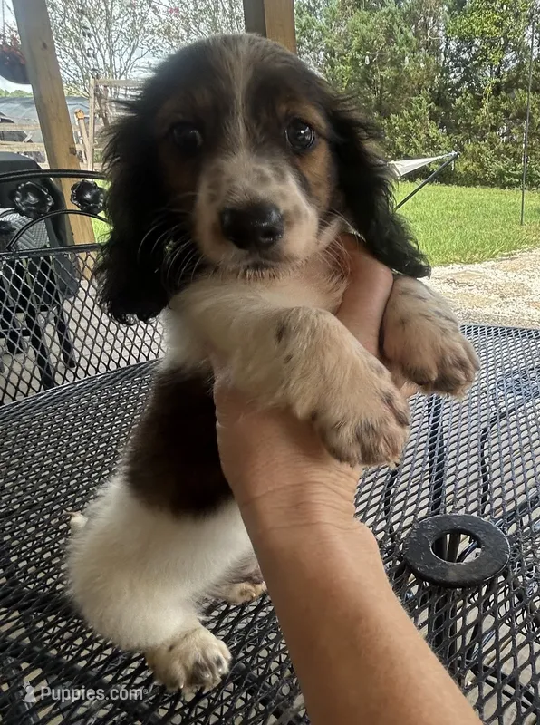 JD – Miniature Dachshund puppy for sale in Mobile, AL