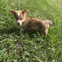 Jesse, a female Pembroke Welsh Corgi for sale in Mobile, AL – 4 of 10