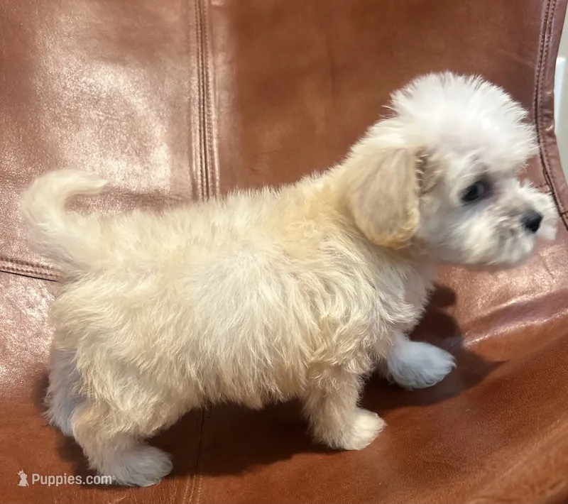 Snoodle – Schnoodle puppy for sale in Mobile, AL
