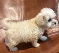 Snoodle, a male Schnoodle for sale in Mobile, AL – 1 of 9