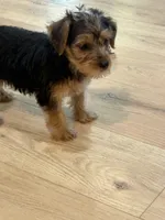 Scout, a male Yorkshire Terrier for sale in Mobile, AL – 3 of 7