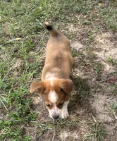 Buster, a male Pembroke Welsh Corgi for sale in Mobile, AL – 2 of 5