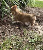 Jesse, a female Pembroke Welsh Corgi for sale in Mobile, AL – 10 of 10