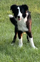 Charlie, a female Border Collie for sale in Mobile, AL – 1 of 4