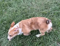 Lainey, a female Pembroke Welsh Corgi for sale in Mobile, AL – 7 of 8