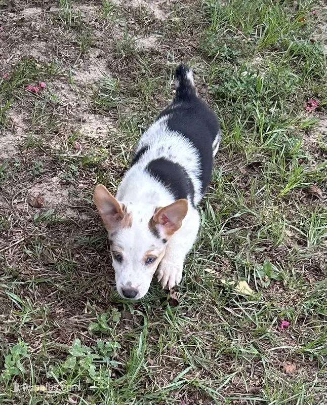 Waylon  – Pembroke Welsh Corgi puppy for sale in Mobile, AL
