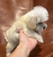 Snoodle, a male Schnoodle for sale in Mobile, AL – 6 of 9