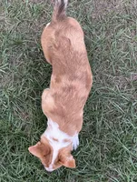 Lainey, a female Pembroke Welsh Corgi for sale in Mobile, AL – 8 of 8
