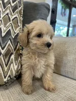Lulu, a female Maltipoo for sale in Mobile, AL – 3 of 5