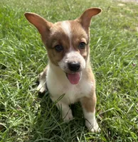 Jesse, a female Pembroke Welsh Corgi for sale in Mobile, AL – 2 of 10