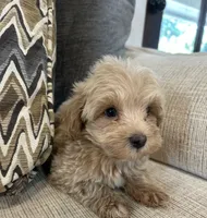 Marvie, a male Maltipoo for sale in Mobile, AL – 2 of 4