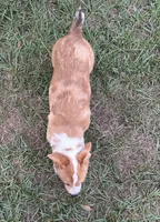 Lainey, a female Pembroke Welsh Corgi for sale in Mobile, AL – 4 of 8
