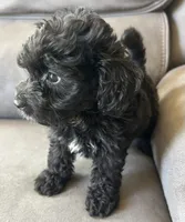 Max, a male Poodle - Toy  and Toy Australian Shepherd for sale in Mobile, AL – 4 of 7