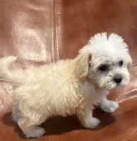 Snoodle, a male Schnoodle for sale in Mobile, AL – 9 of 9
