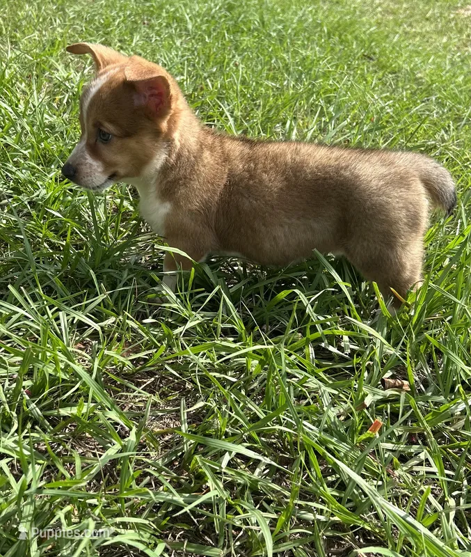 Jesse – Pembroke Welsh Corgi puppy for sale in Mobile, AL