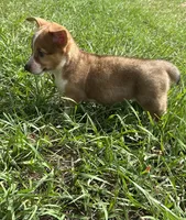 Jesse, a female Pembroke Welsh Corgi for sale in Mobile, AL – 1 of 10