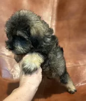 Snicker Doodle , a male Schnoodle for sale in Mobile, AL – 3 of 8