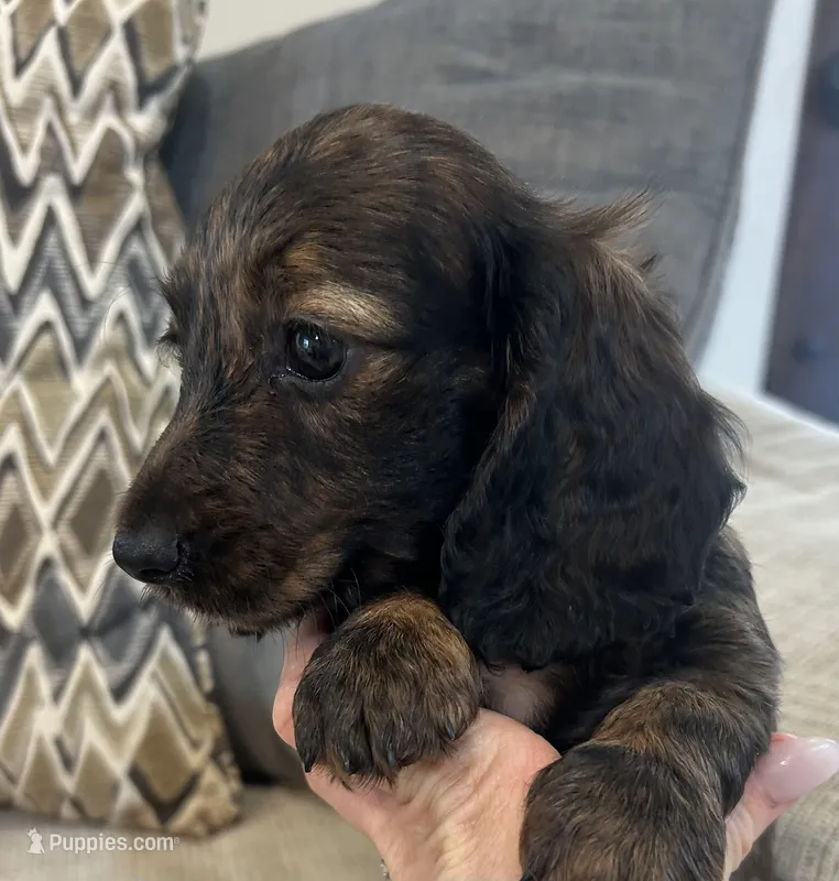 Lulu – Miniature Dachshund puppy for sale in Mobile, AL