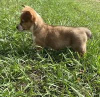 Jesse, a female Pembroke Welsh Corgi for sale in Mobile, AL – 3 of 10