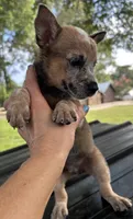 Hank, a male Australian Cattle Dog for sale in Mobile, AL – 3 of 5
