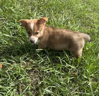 Jesse, a female Pembroke Welsh Corgi for sale in Mobile, AL – 6 of 10