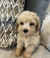 Lulu, a female Maltipoo for sale in Mobile, AL – 5 of 5