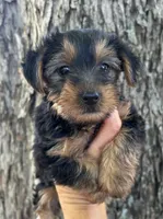 Daisy, a female Yorkshire Terrier for sale in Mobile, AL – 2 of 2