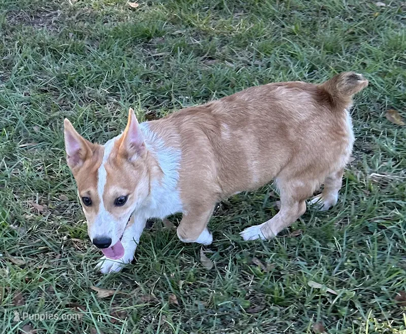 Tator – Pembroke Welsh Corgi puppy for sale in Mobile, AL