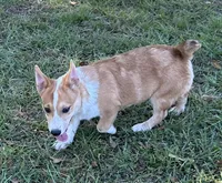 Tator, a female Pembroke Welsh Corgi for sale in Mobile, AL – 1 of 3