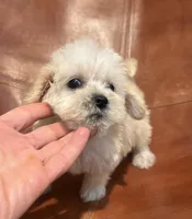 Snoodle, a male Schnoodle for sale in Mobile, AL – 8 of 9