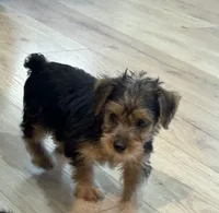 Scout, a male Yorkshire Terrier for sale in Mobile, AL – 2 of 7