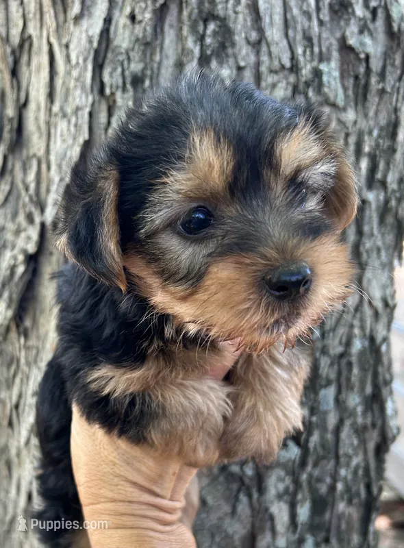 JT – Yorkshire Terrier puppy for sale in Mobile, AL