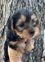 JT, a male Yorkshire Terrier for sale in Mobile, AL – 1 of 1