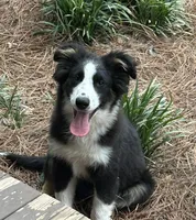 Bandit, a male Border Collie for sale in Mobile, AL – Photo 3 of 6