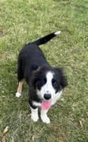 Bandit, a male Border Collie for sale in Mobile, AL – Photo 5 of 6