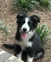 Bandit, a male Border Collie for sale in Mobile, AL – Photo 2 of 6