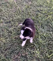 Rufus, a male Border Collie for sale in Mobile, AL – Photo 2 of 2