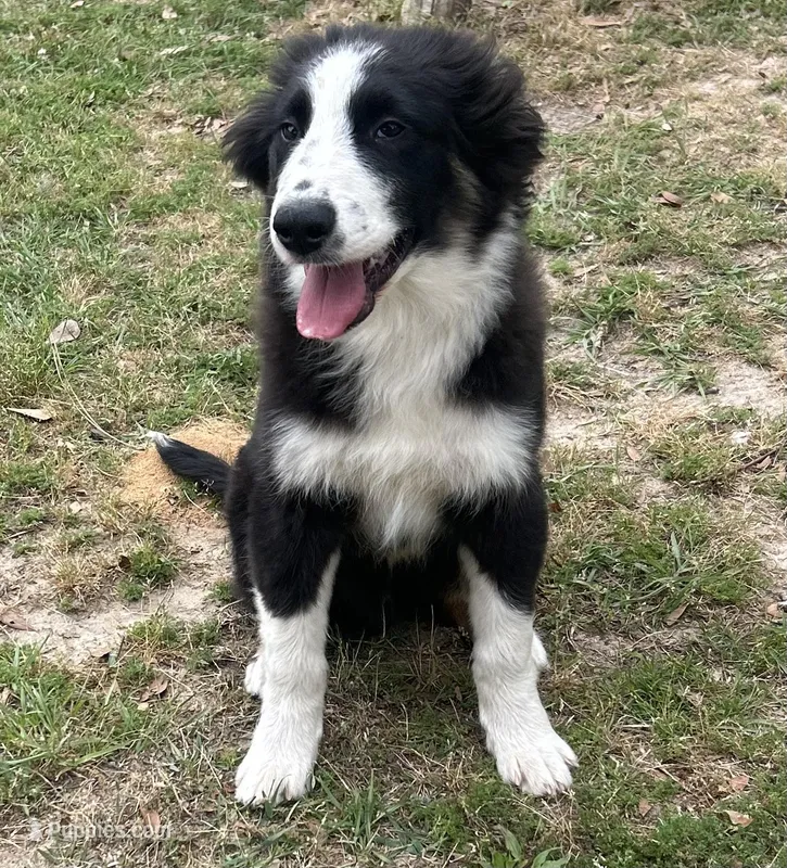 Bandit – Border Collie puppy for sale in Mobile, AL