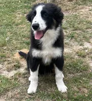Bandit, a male Border Collie for sale in Mobile, AL – Photo 1 of 6