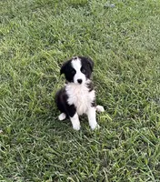 Rufus, a male Border Collie for sale in Mobile, AL – Photo 1 of 2