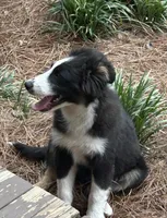 Bandit, a male Border Collie for sale in Mobile, AL – Photo 4 of 6