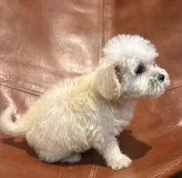 Snoodle, a male Schnoodle for sale in Mobile, AL – 5 of 9