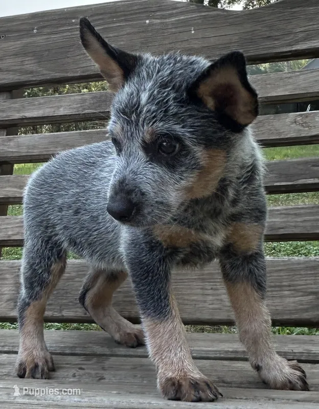 Josie – Australian Cattle Dog puppy for sale in Mobile, AL