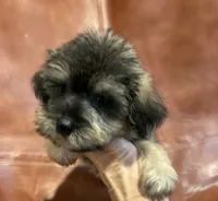 Snicker Doodle , a male Schnoodle for sale in Mobile, AL – 8 of 8