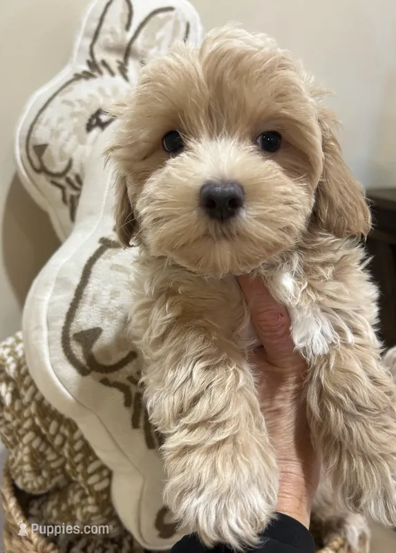 Max – Maltipoo puppy for sale in Mobile, AL